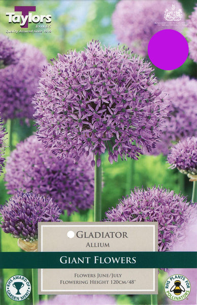 Allium Gladiator