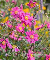 Anemone hupehensis Bressingham Glow