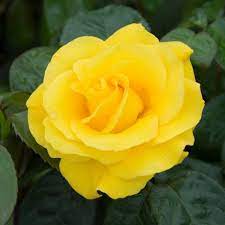 Rose 'Golden Wedding'