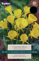 Narcissus Golden Bells