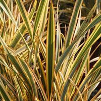 Phormium Gold Ray