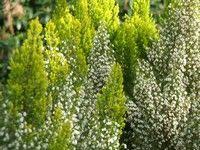 Erica x veitchii Gold Tips