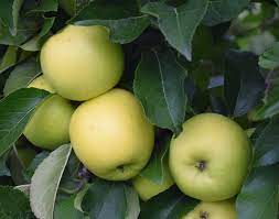 Apple Greensleeves