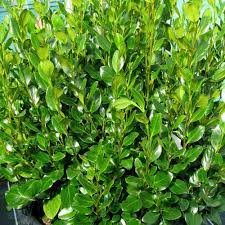 Griselinia littoralis Green Horizon 3 Ltr