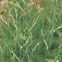 Suffolk Herbs Green Fennel