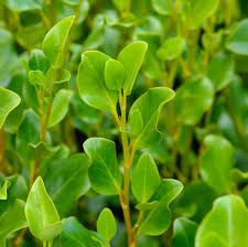 Griselinia littoralis 7.5 Ltr