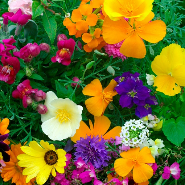Kings Seeds Hardy Annuals Dwarf Mix