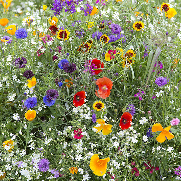 Kings Seeds Hardy Annuals Early Flowering Mix