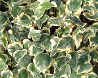 Hedera algeriensis Glorie De Marengo