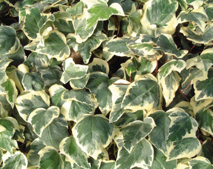 Hedera algeriensis Glorie De Marengo