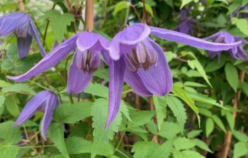 Clematis Helsingborg