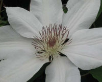 Clematis Henryi