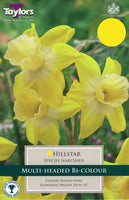 Narcissus Hillstar