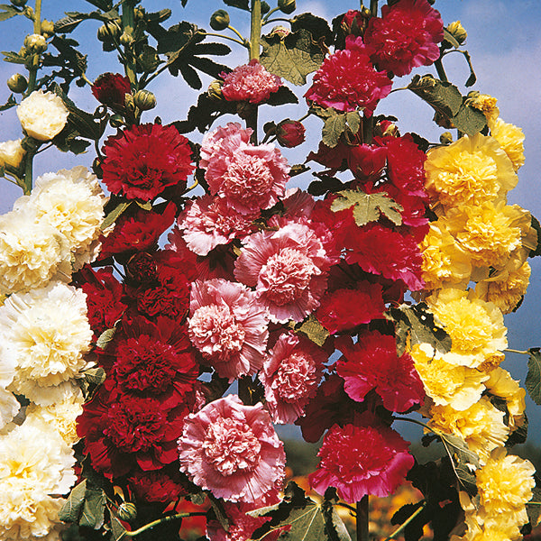 Kings Seeds Hollyhock Chaters Double Mixed