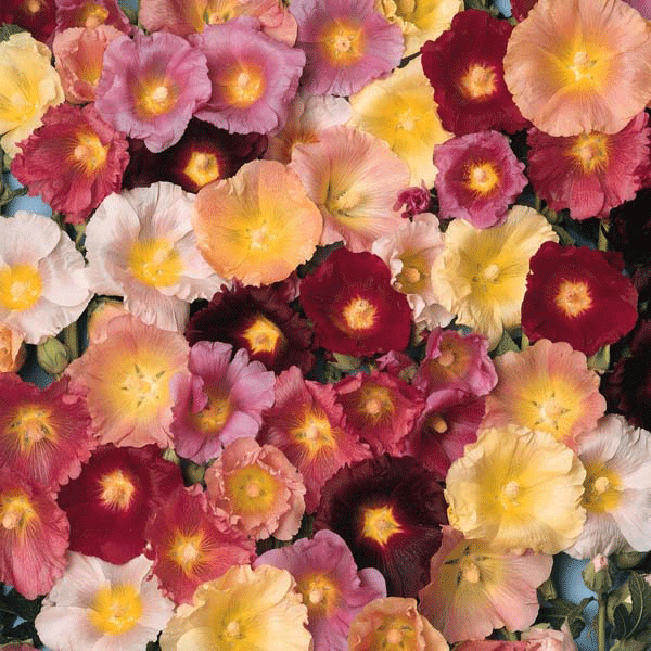 Kings Seeds Hollyhock Happy Lights Mixed