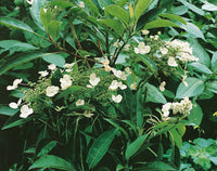 Hydrangea seemannii
