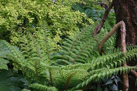 Polystichum polyblepharum