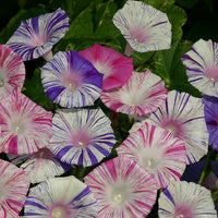 Kings Seeds Ipomoea Carnivale di Venezia