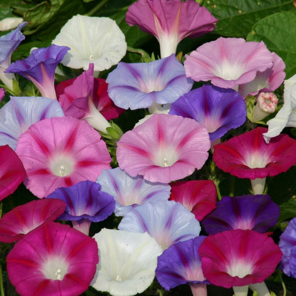 Kings Seeds Ipomoea Lazy Luxe Mixed