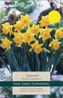 Narcissus January