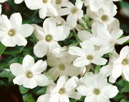 Jasminum officinale Clotted Cream