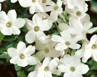 Jasminum officinale Clotted Cream
