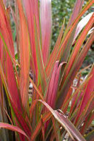 Phormium Jester