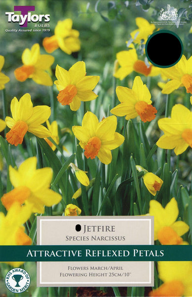 Narcissus Jetfire