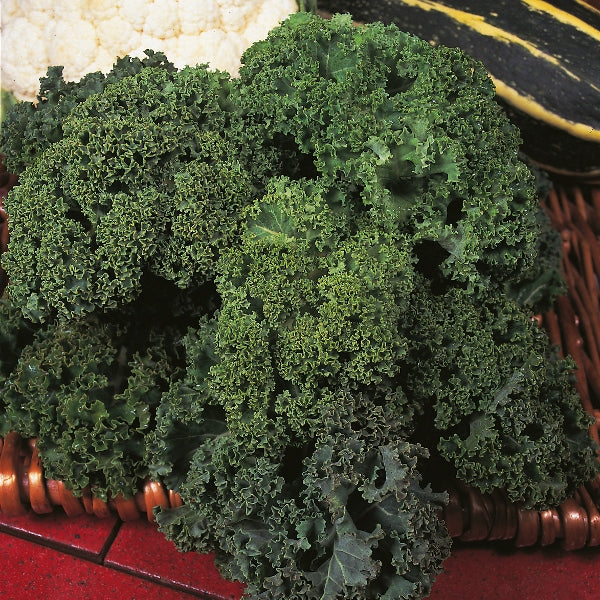 Suffolk Herbs ORGANIC SEEDS Kale Westland Winter Borecole