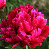 Paeonia lactiflora Karl Rosenfield