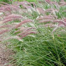 Pennisetum Karley Rose