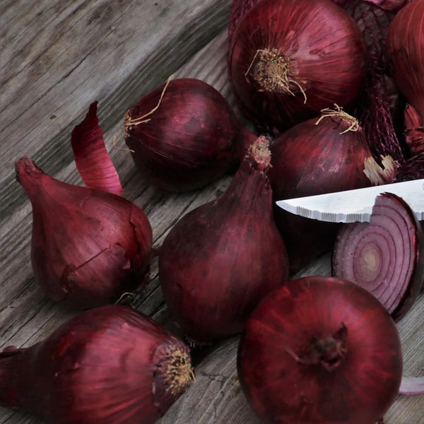 Red Karmen Onion Sets