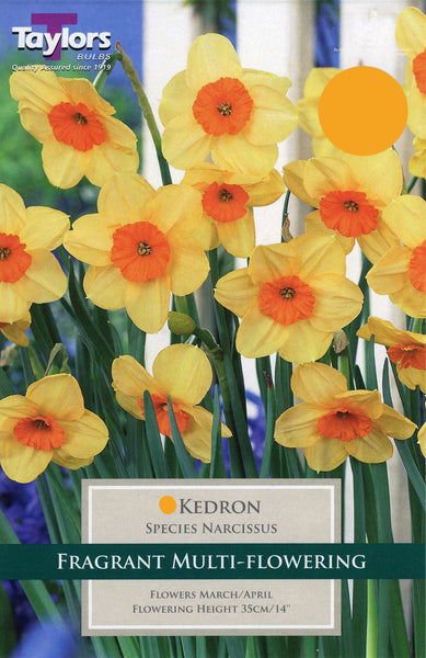 Narcissus Kedron