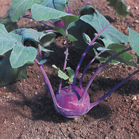 Suffolk Herbs ORGANIC SEEDS Kohl Rabi Azur Star