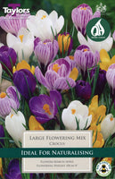 Crocus Large Flowering Mix