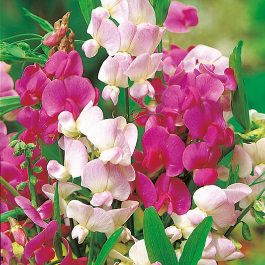 Kings Seeds Lathyrus latifolius Everlasting Mix