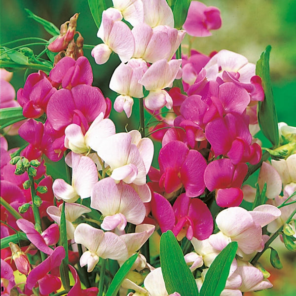 Kings Seeds Lathyrus latifolius Everlasting Mix