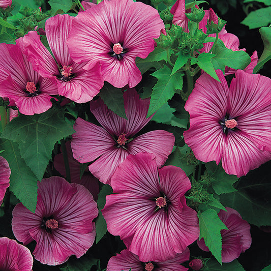Kings Seeds Lavatera Loveliness