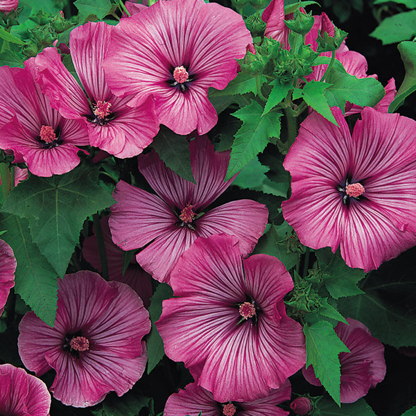 Kings Seeds Lavatera Loveliness