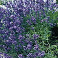 Suffolk Herbs Lavender Munstead