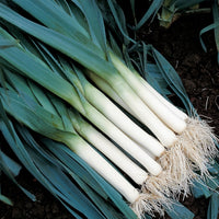 Suffolk Herbs ORGANIC SEEDS Leek Atlanta