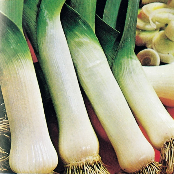 Suffolk Herbs ORGANIC SEEDS Leek Carentan