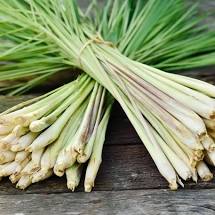 Suffolk Herbs Lemon Grass