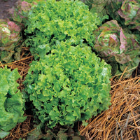Suffolk Herbs ORGANIC SEEDS Lettuce Salad Bowl