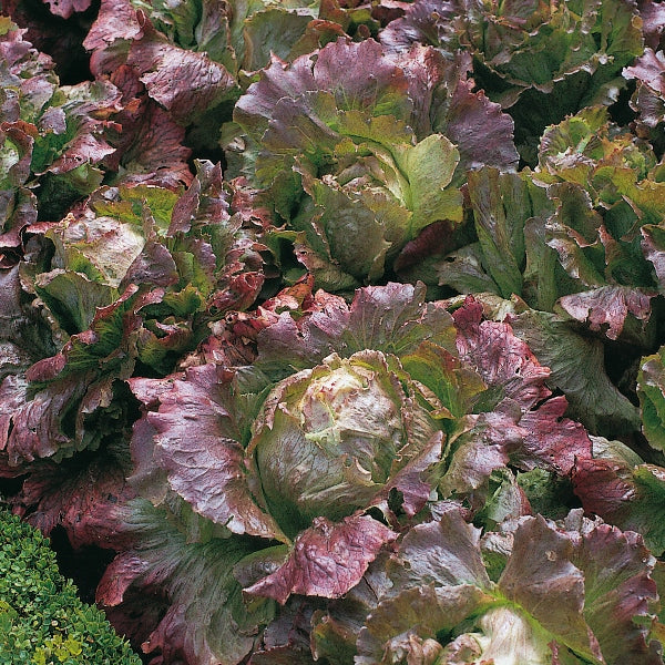 Suffolk Herbs ORGANIC SEEDS Lettuce Marvel of Four Seasons