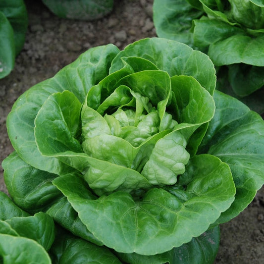 Suffolk Herbs ORGANIC SEEDS Lettuce Maureen