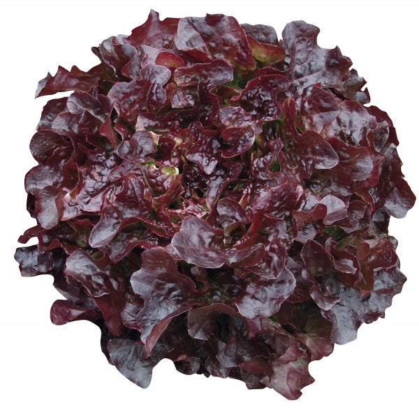 Kings Seeds Lettuce Oakleaf Navara