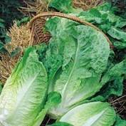 Kings Seeds Lettuce Winter Density