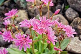 Lewisia cotyledon 'Mountain Dreams'