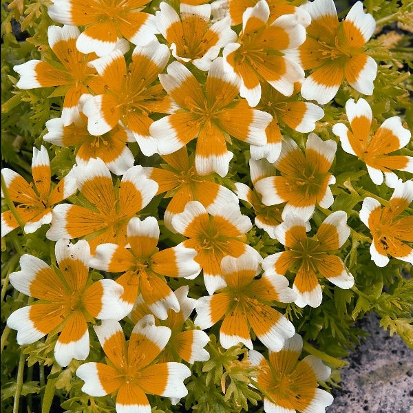 Kings Seeds Limnanthes douglasii